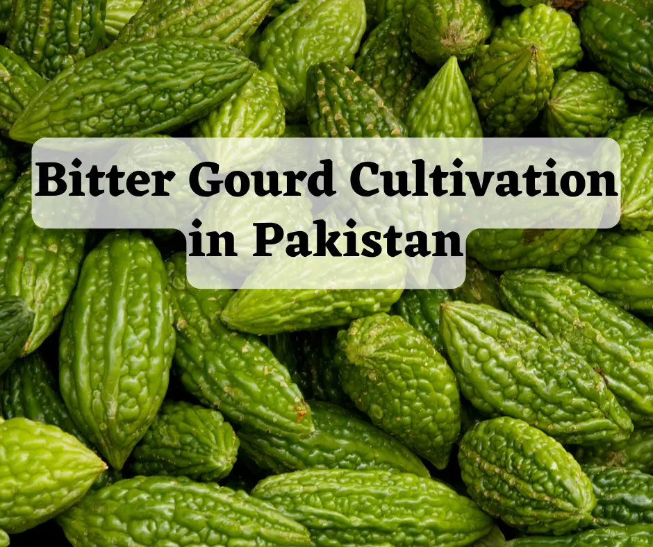 Bitter Gourd Cultivation in Pakistan