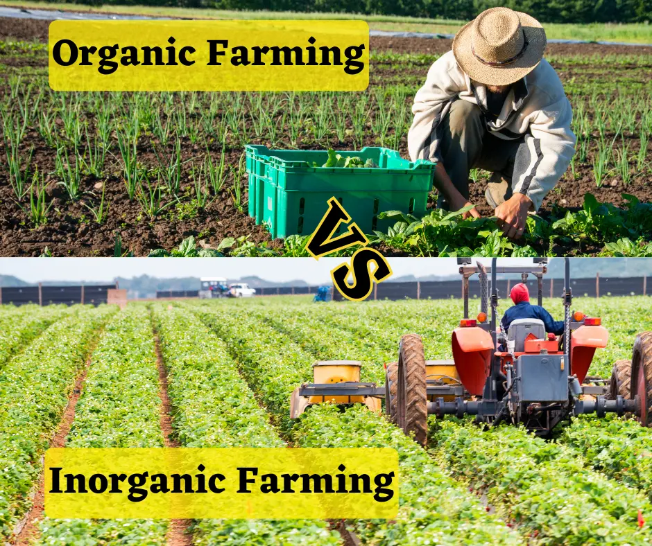 Organic Farming vs. Inorganic Farming